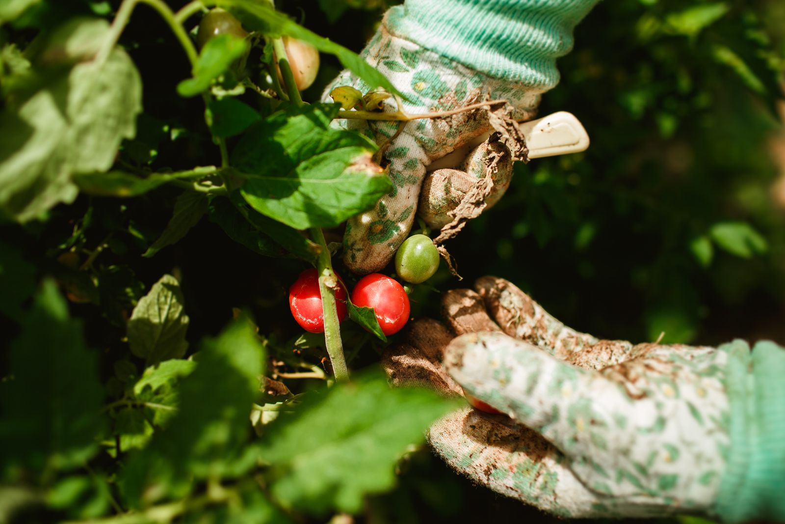 Gloved hands picking ripe red tomatoes from a plant