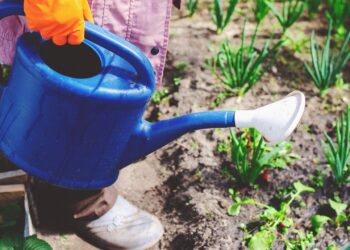 Gardener watering young vegetable plants with a blue watering can