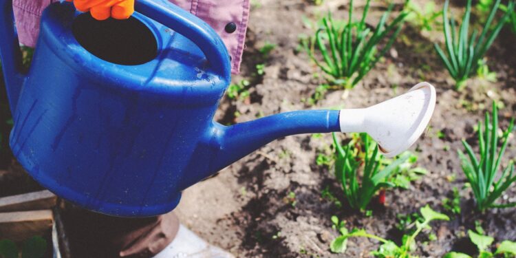 Gardener watering young vegetable plants with a blue watering can